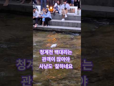 청계천 백대리 야간근무 외국인들 환호#서울#여행#힐링#귀여운#외국인반응