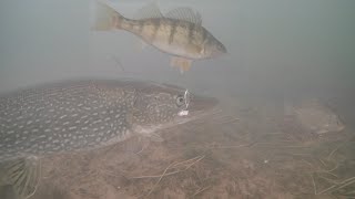 Ice Fishing Mille Lacs Lake 2025 (First Ice)