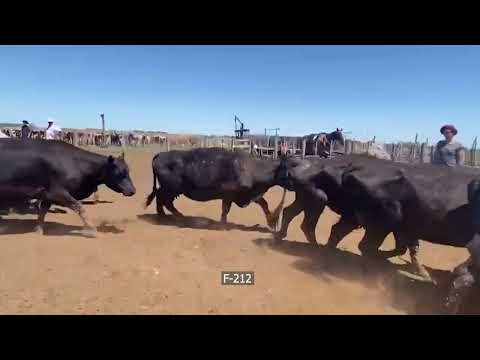 Lote 37 Vacas CUT paridas en Carmen de Areco, Buenos Aires
