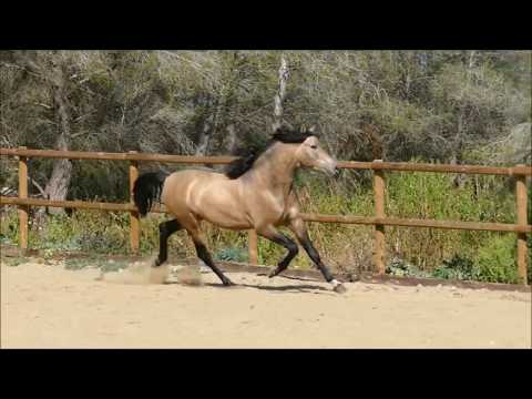 Cr Hortelano PRE stallion, 4 years old, 167 cm