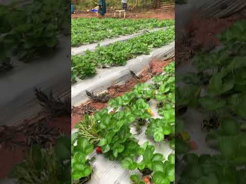 #strawberryplantation#aruku
