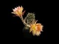 Wessner Echinopsis 1994 - 31 