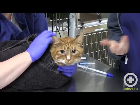 How to Administer Oral Medication to Cats
