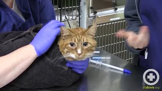 How to Give a Cat a Pill or Oral Medication Safely | Cat Medication Tips
