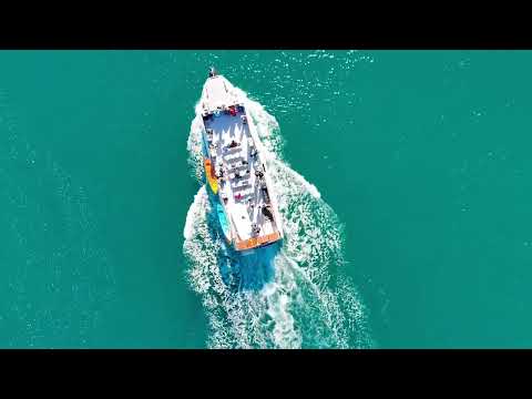 Bay Explorer Dolphin Cruise in Tauranga, New Zealand!