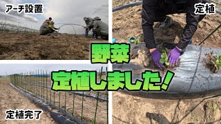 【定植】野菜、定植しました！【盈科】