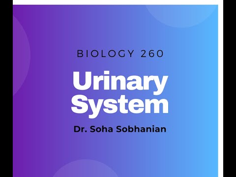 Urinary System Part 2 (Human Anatomy)