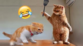 Самые смешные животные 😂 Приколы с котами и собаками 2023 😺🐶