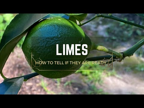 How to Tell if Limes are Ready for Harvest