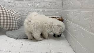 ビションフリーゼの動画01