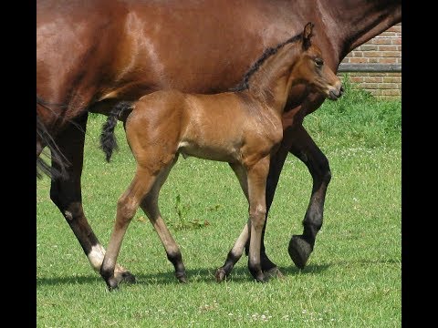 Braunes Hengstfohlen Mocca von Morricone aus der Donna Raphaela