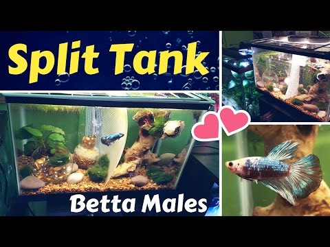 #DIY Divider Tank | Fish Tank Ideas | How to setup a Betta Male Split Tank