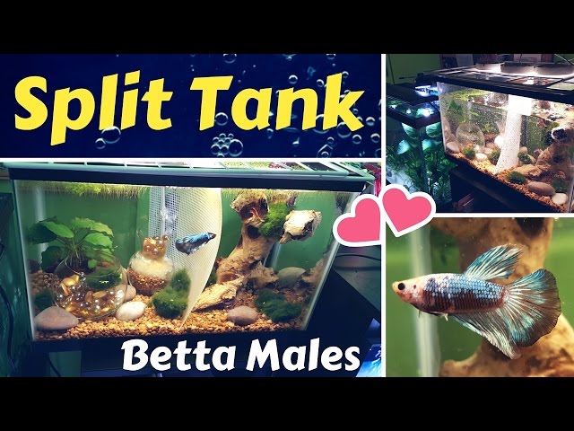 #DIY Divider Tank | Fish Tank Ideas | How to setup a Betta Male Split Tank