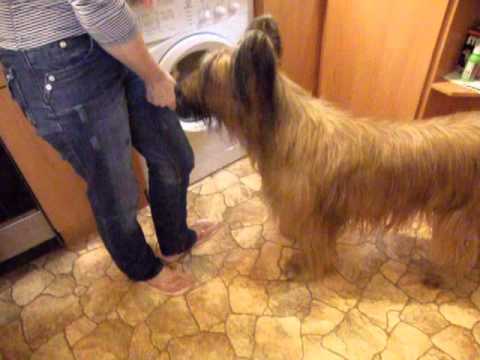 Briard Monika - clicker training VI-b (target)