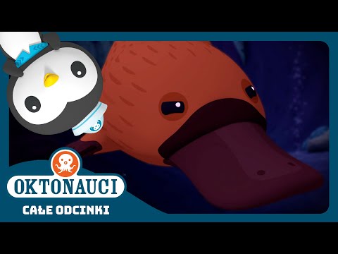 Oktonauci - 🦆 Dziobak australijski 🪸 | Cały odcinek 10 | Seria 3