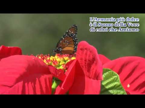 Armonie dell'Anima Gran Marcia Sinfonica By Rosario Terrana