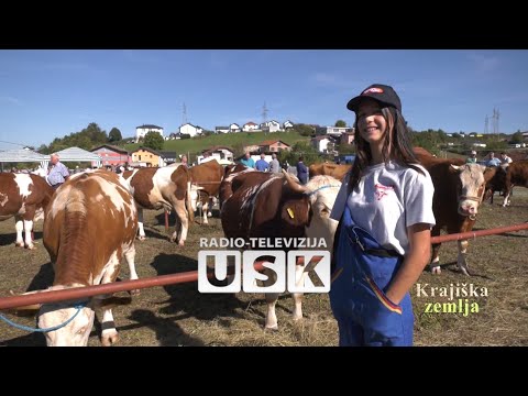 KRAJIŠKA ZEMLJA – kantonalna izložba stočarstva u Cazinu: ponos krajiških farmera