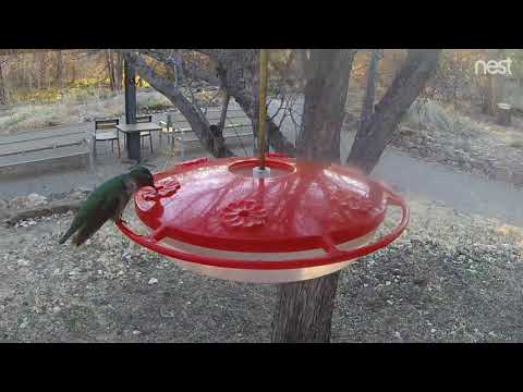 Broad tailed Hummingbird at the Paton Center for Hummingbirds. An early arrival this winter.