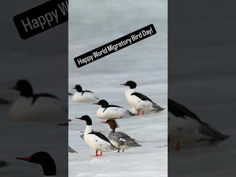 Happy World Migratory Bird Day!