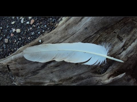 YouTube video about: How to disinfect a bird feather?