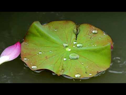 Mùa thu muộn - Ngọc Tân