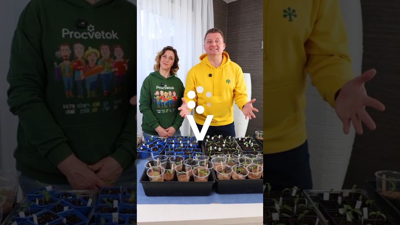 Агрореалити Битва за урожай! Как из всходов получить крепкую рассаду