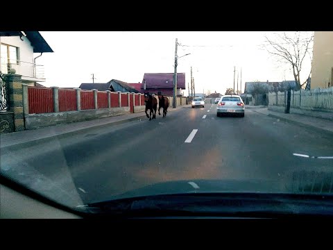 Cai la plimbare pe străzile din Suceava