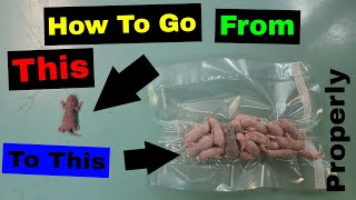 Rat Breeding 101 - Properly Freezing Pinkies and Packaging
