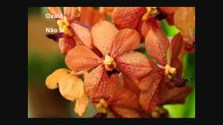 Mariza - Oxalá (Fado em mim)