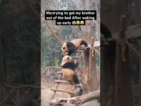 🐼😅😂😂 #funny #animal #panda #pandapanda