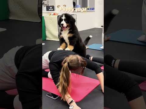 Puppy yoga:Masters of Unwinding 🐶#doga #yoga #funny #fyp #cute