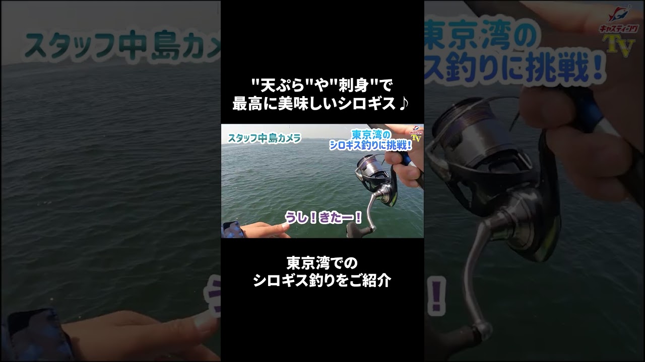 東京湾のシロギス釣り！今や１年中楽しめます！船キス】