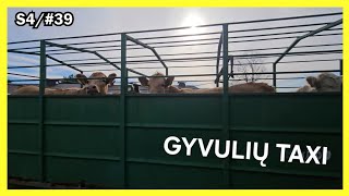 ukis.zemaitija/s4#39 gražus Ruduo, klausymai?  Galvijų judėjimas