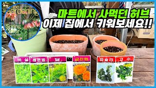 집에서 키우기 쉬운 허브 씨앗 6종 공구!! 씨앗 싹틔우기 한방에 성공하는 방법!!