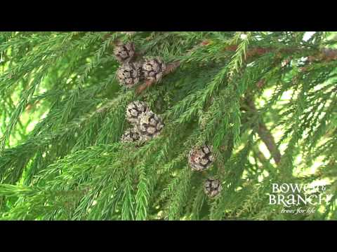 栽培者セス・スギ・ジャポニカ「ヨシノ」