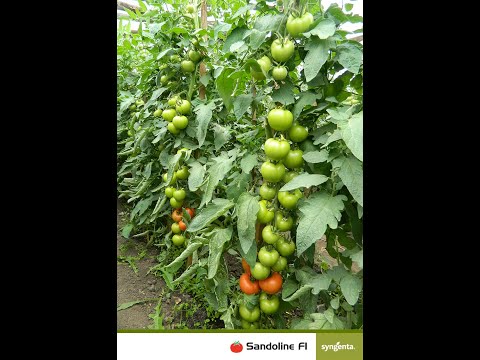 , title : 'Hibrid tomate (rosii) nedeterminate Sandoline F1/Izmir F1/Kingset F1/ Toleranță la TSWV /Syngenta'