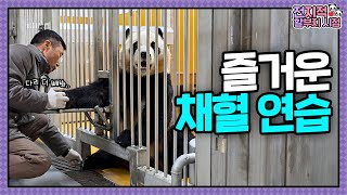 Download lagu 채혈 연습을 가장한 감자다리 쭉쭉이 시간🥔💖  | 전지적 할부지 시점 ep.244 mp3