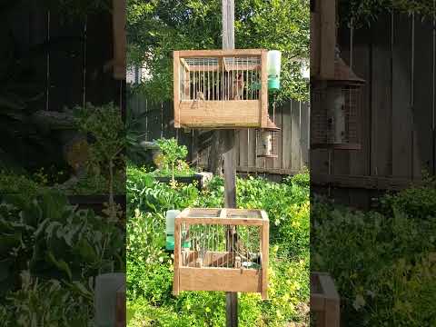 Siskin hybrid and European gold finch singing.