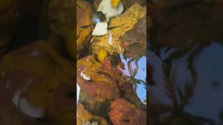 minha manhã com meus peixes