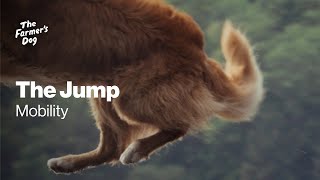 The Farmer's Dog The Jump