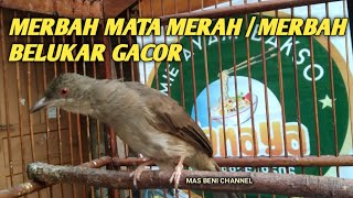 Download lagu MERBAH MATA MERAH / MERBAH BELUKAR GACOR BERSUARA MERDU mp3