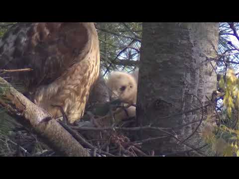 Red-tailed Hawk Nest with two 10-day old Chicks - May 18, 2018