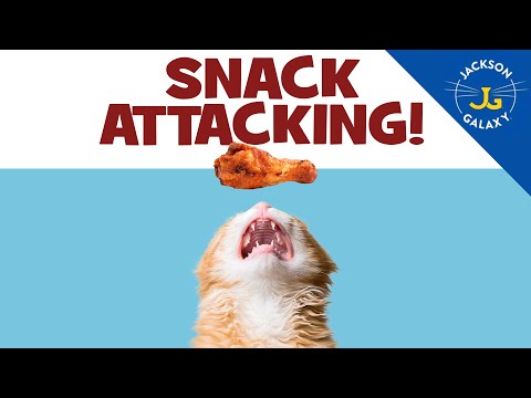 Snack Attacking: When Cats Get Aggressive over Human Food