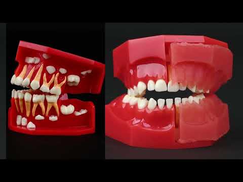 iDENTical Pediatric Development Model Age 3-6 M7011