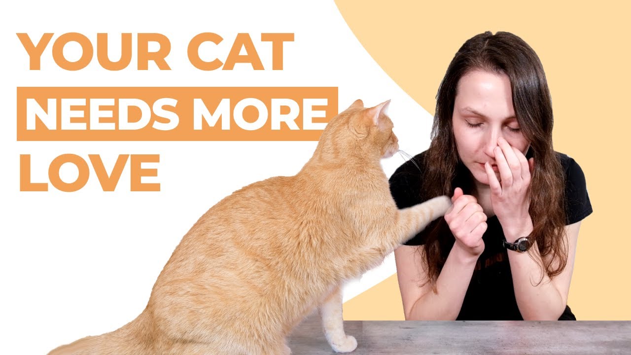 7 Signs Your Cat Isn't Bonded to You