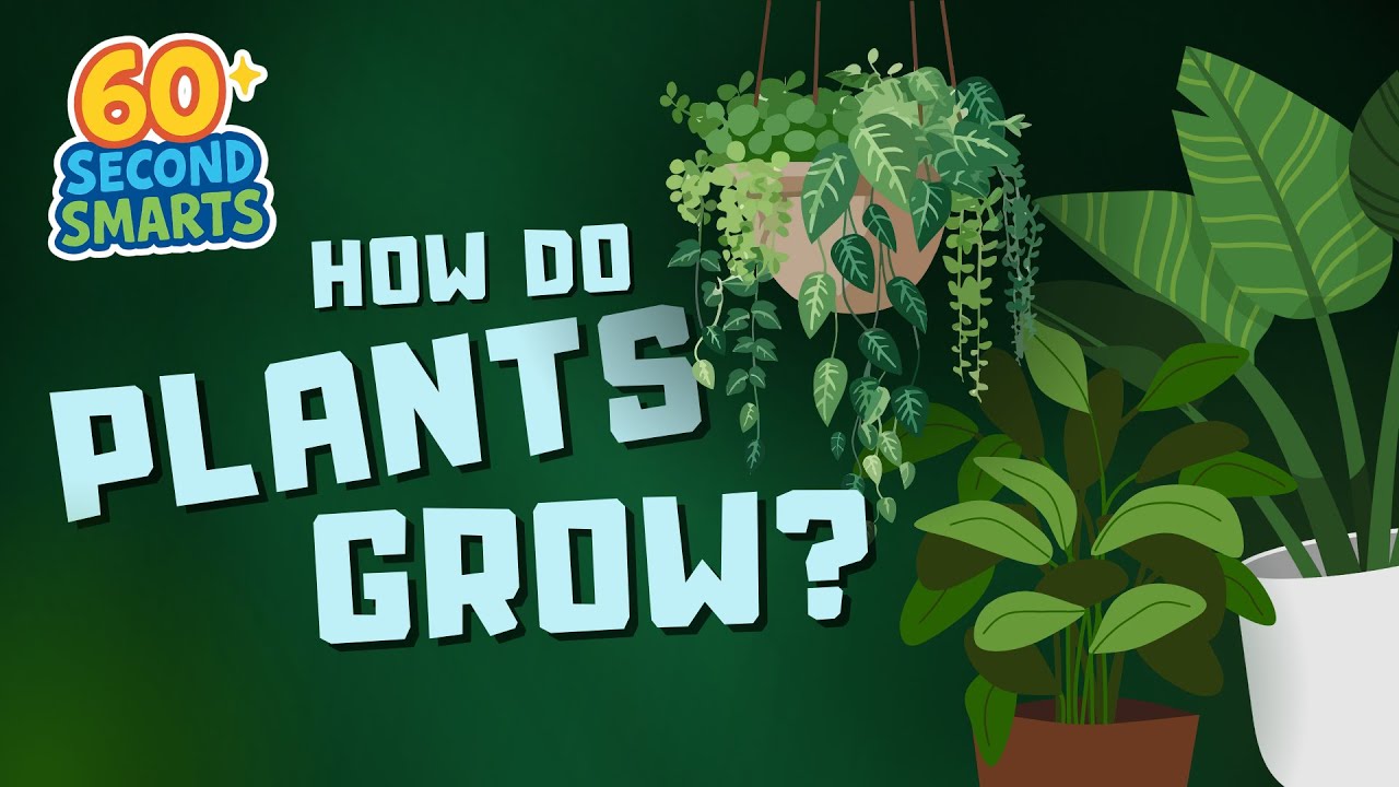 How Do Plants Grow?