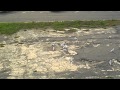Seagulls Fight Over Pizza Sandwich