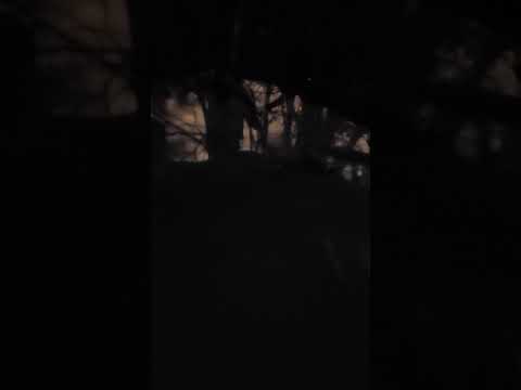 Bigfoot??  sasquatch? yeti??