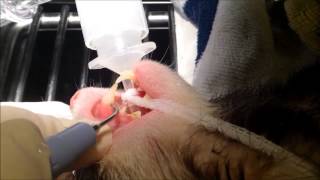 Preventative dental care of ferrets