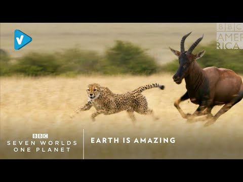 #BBC Guide: Earth Is Amazing | Seven Worlds, One Planet | Saturdays at 9pm | BBC America